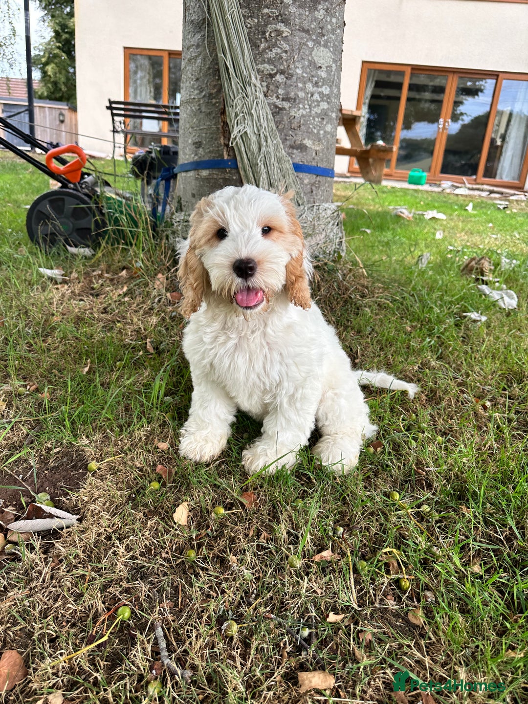 Cockapoo dogs for sale: 1 girl ready now cockapoo  - Image 1