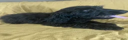 Sproodle dogs for sale: Sproodle pup's springer spaniel x poodle hypo coat - Advert 22