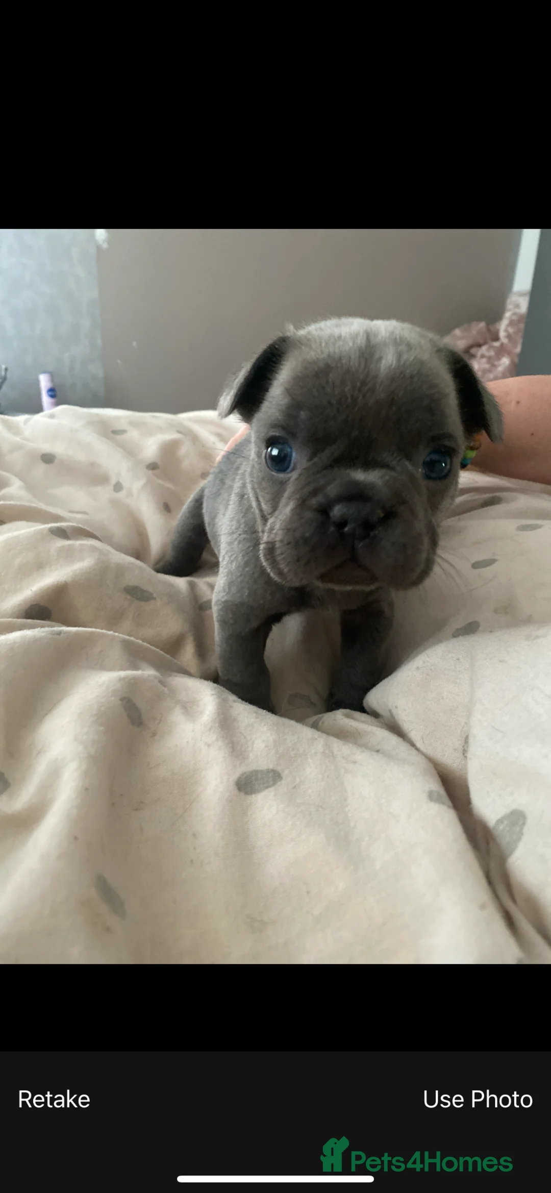 French Bulldog dogs for sale: RAREST CHAMPION FRENCHIES. 2 LEFT! - Advert 2