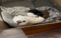 Chihuahua dogs for sale: KC Chihuahuas 🇬🇧 bloodline 5 🌟 - Image 1