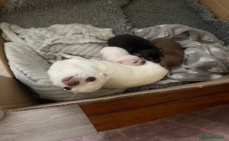 Chihuahua dogs - Advert 1