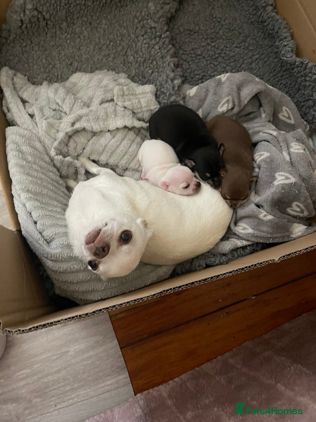 Chihuahua dogs for sale: KC Chihuahuas 🇬🇧 bloodline 5 🌟 - Image 1