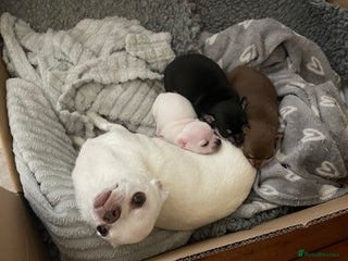 Chihuahua dogs - Advert 13