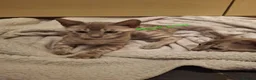 Bengal cats for sale: Snow mink bengals - ready now - Advert 22