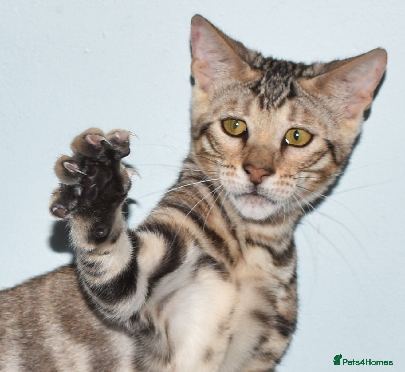 Toyger cats STUNNING WILD LOOKING TOYGER PEDIGREE CUBS - Advert 1