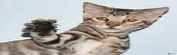 Toyger cats for sale: OUTSTANDING PEDIGREE SILVER TOYGER CUB - Advert 5