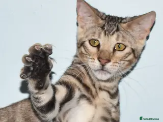 Toyger cats STUNNING WILD LOOKING TOYGER PEDIGREE CUBS - Advert 1
