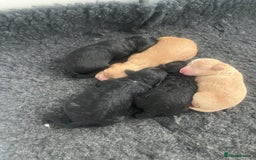 Cockapoo dogs for sale: F1b cockapoo puppies.  - Image 3