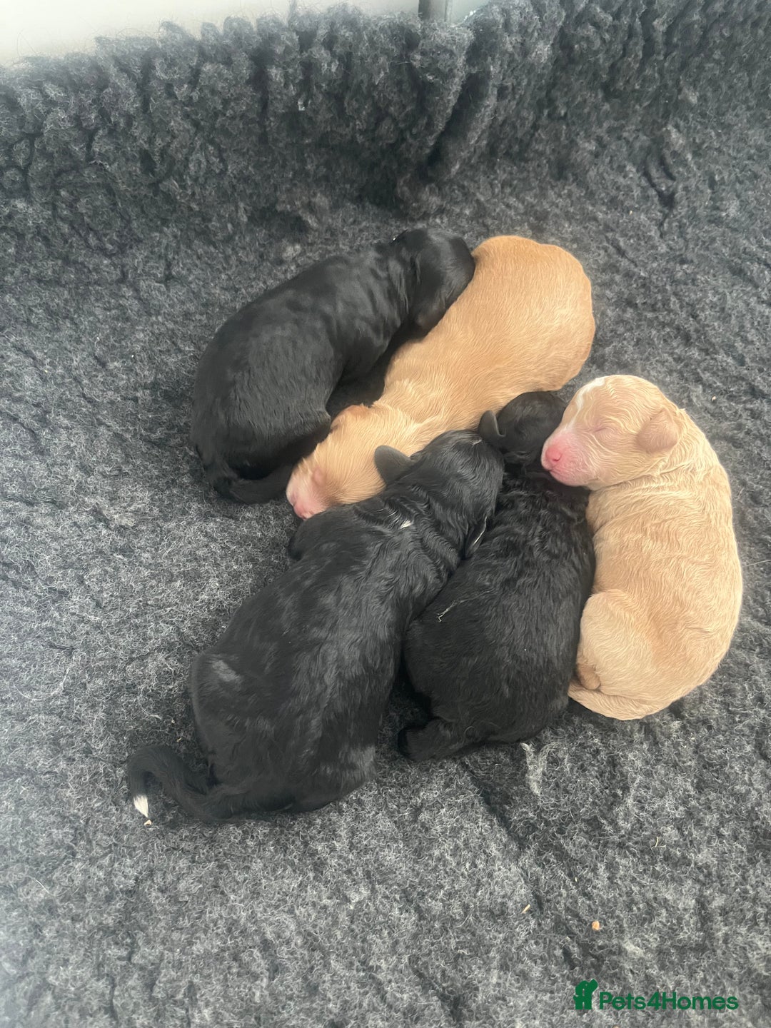 Cockapoo dogs for sale: F1b cockapoo puppies.  - Image 3