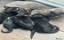British Shorthair cats for sale: 🐾 Adorable 9-Week-Old Black Kittens 🐾 - Image 8