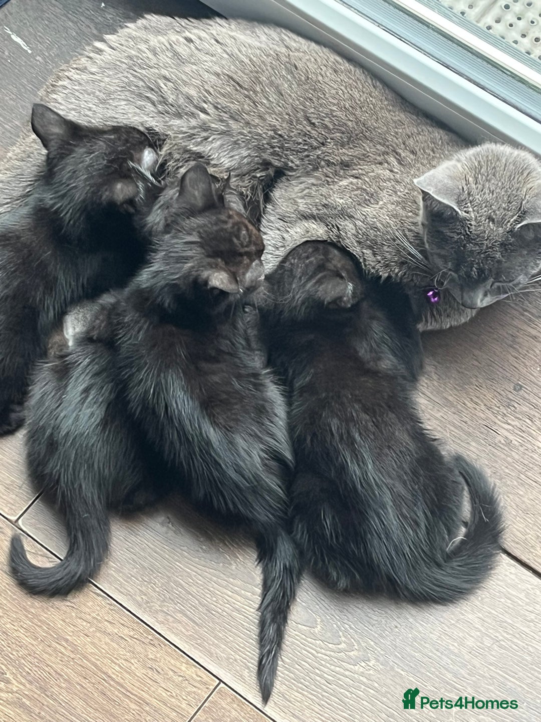 British Shorthair cats for sale: 🐾 Adorable 9-Week-Old Black Kittens 🐾 - Image 8