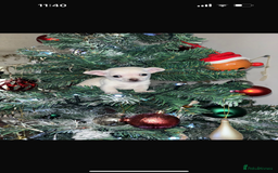 Chihuahua dogs for sale: One chihuahua boy left - Image 2