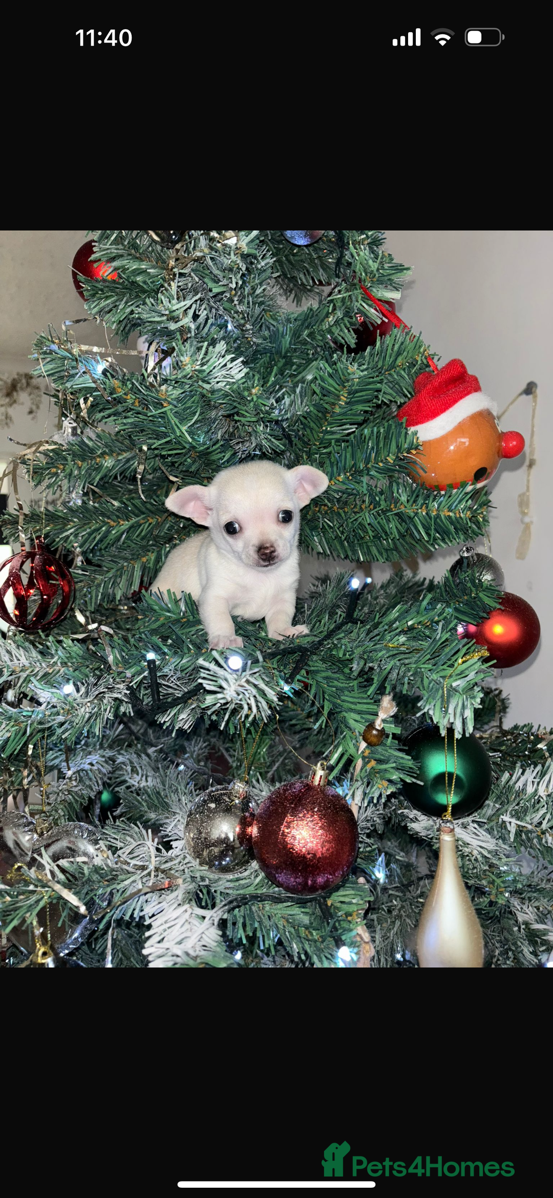 Chihuahua dogs for sale: One chihuahua boy left - Image 2