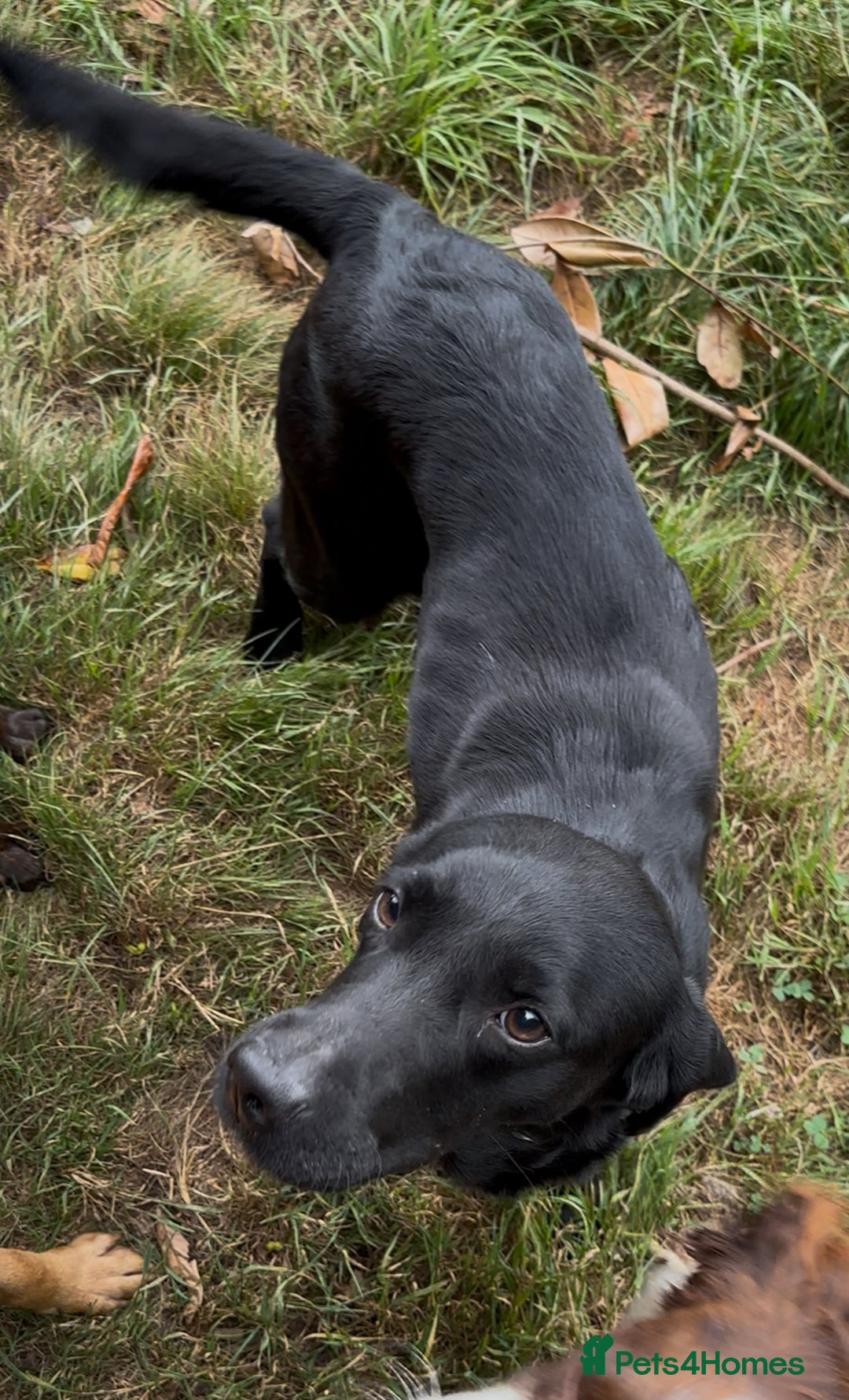Labrador Retriever dogs for sale: KC registered Labrador puppies, working parents  - Image 3