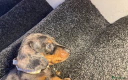Dachshund dogs for sale: 5 beautiful miniature short haired dachshunds - Image 10