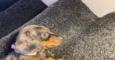 Dachshund dogs - Advert 11