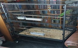 Ringnecks birds for sale: Male Indian ringneck  - Image 5