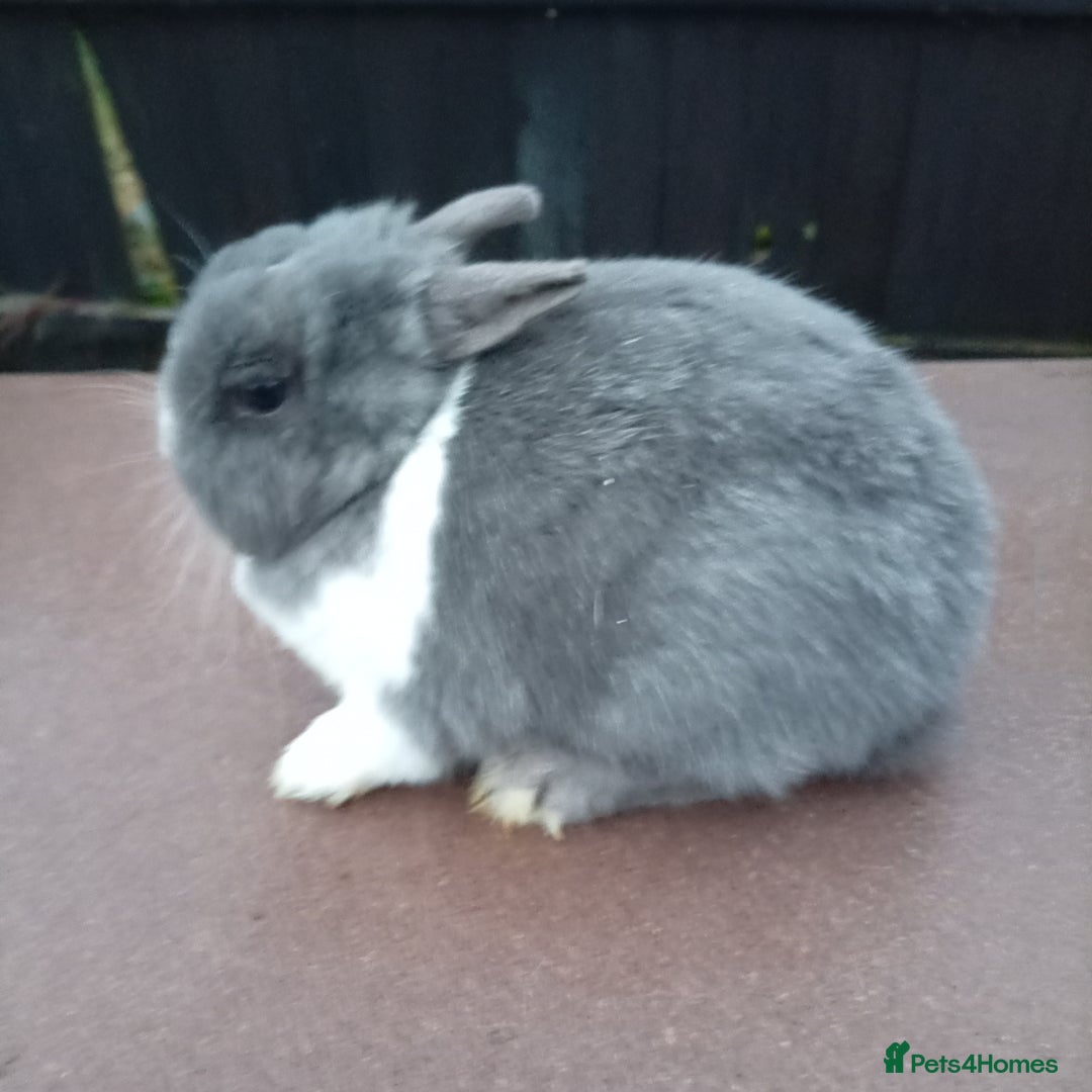 Netherland Dwarf rabbits for sale: Netherland dwarf females and males - Advert 6