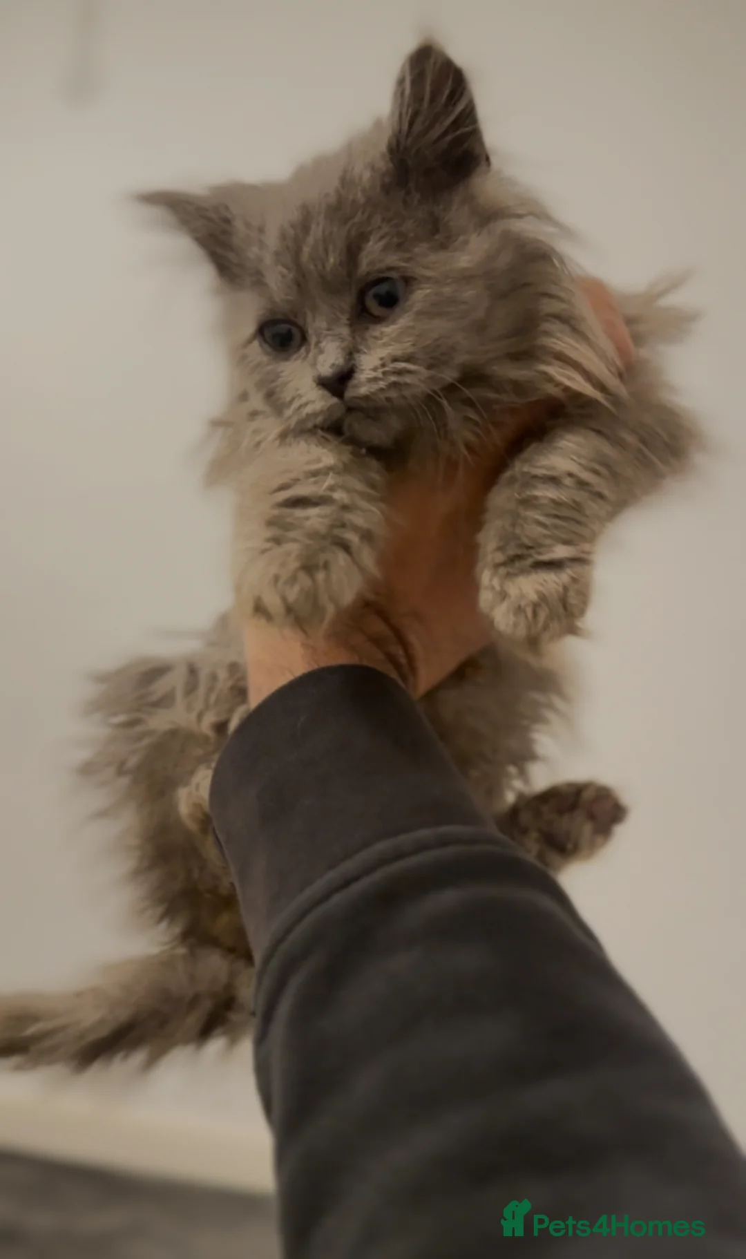 British Longhair cats for sale: Adorable British Longhair Kittens Ready Now! - Advert 20