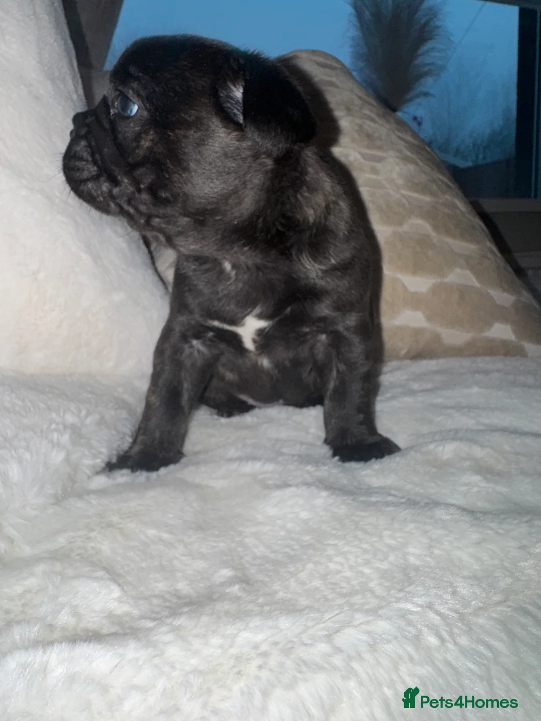 French Bulldog dogs for sale: 3 beautiful frenchie puppy’s - Advert 6