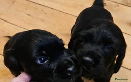 Cocker Spaniel dogs for sale: Cocker spaniel pups - Image 11