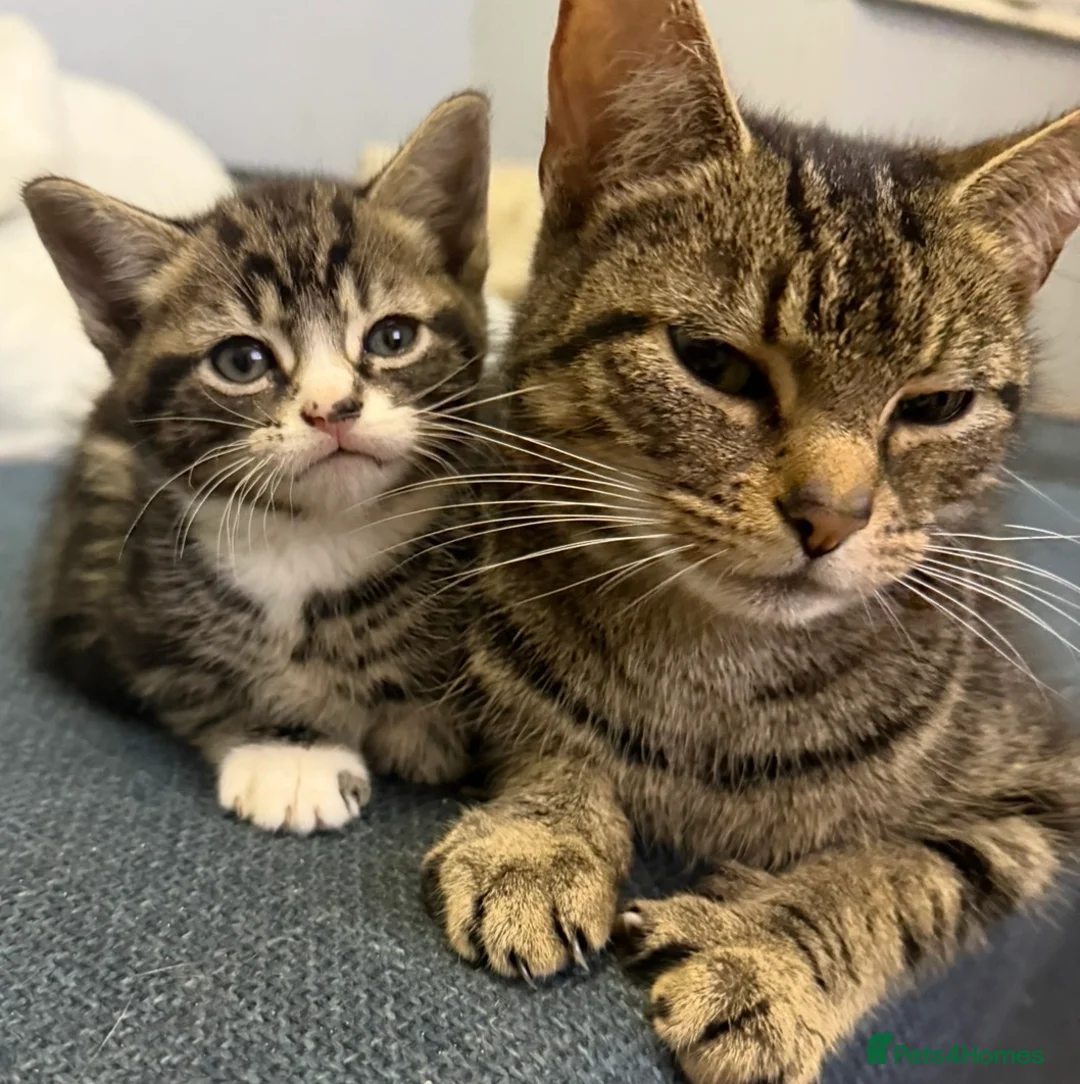 Mixed Breed cats for sale: Male kitten  - Advert 2