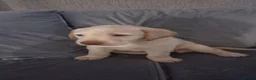 Labrador Retriever dogs for sale: 2 gorgeous labrador puppies  - Advert 12