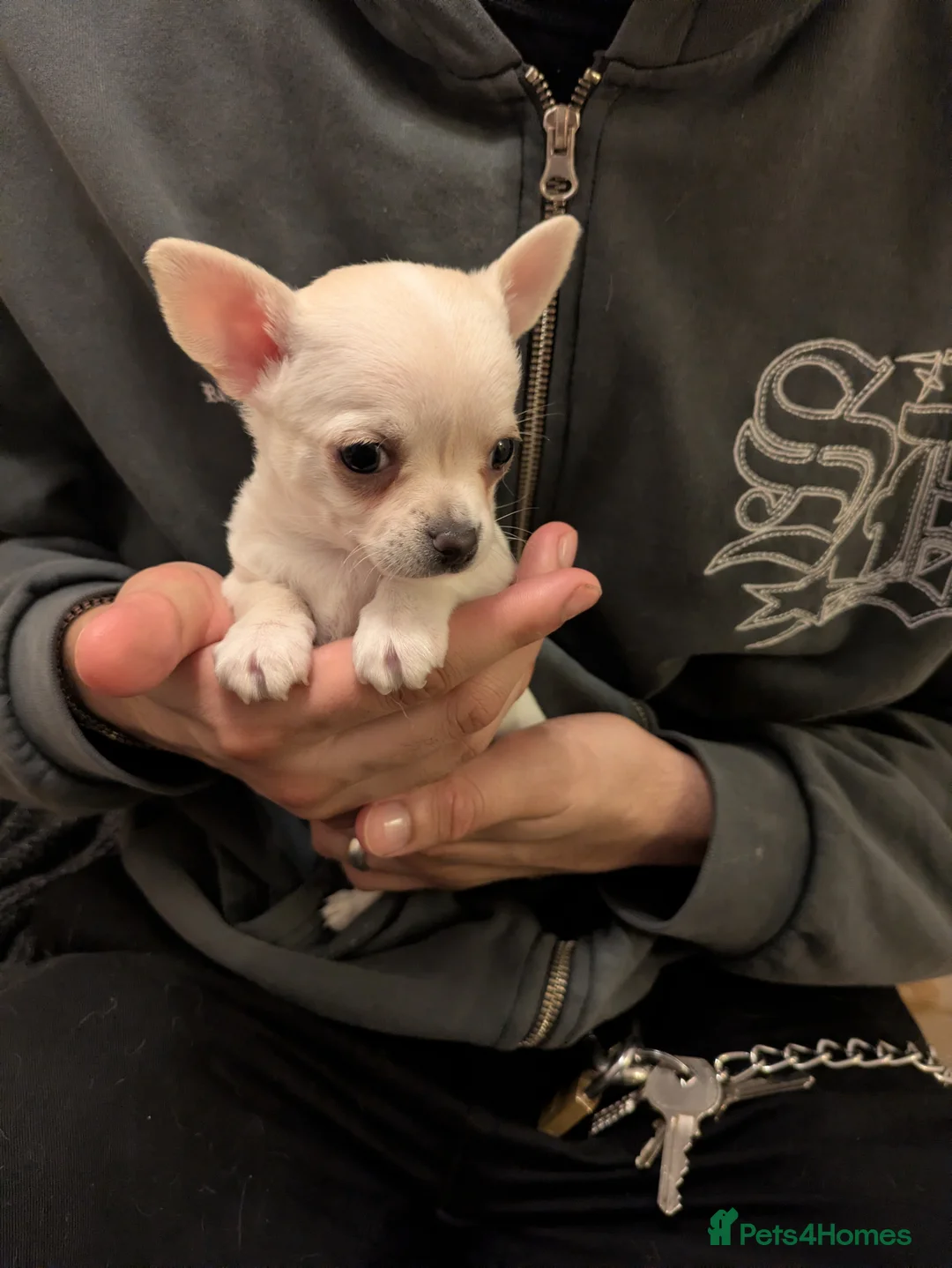 Chihuahua dogs for sale: ONE small toy pedigree Chihuahua - Advert 21