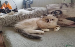 Ragdoll cats for sale: 5 ADORABLE RAGDOLL X KITTENS FOR SALE - Image 29