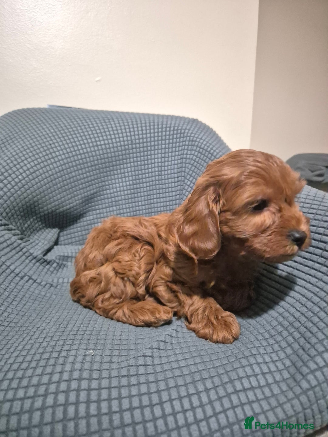 Cockapoo dogs for sale: Gorgeous Cockapoo For Sale  - Advert 7