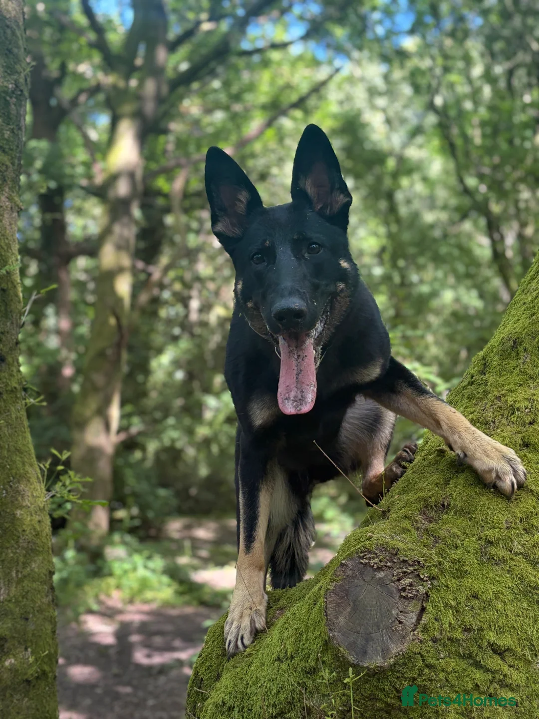 German Shepherd dogs for sale: Working Line German Shepherd For Sale in Ripley - Advert 2