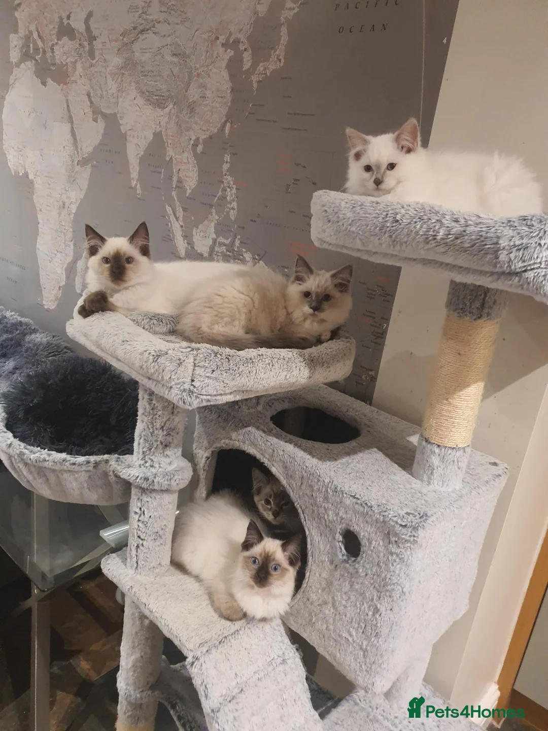 Ragdoll cats for sale: 💖11 WEEKS OLD💖 GCCF Registered Ragdoll Kittens. - Advert 1