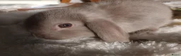 Mini Lop rabbits for sale: Beautiful mini lops  - Advert 11