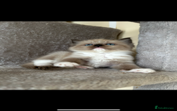 Ragdoll cats for sale: Ragdoll kittens one boy left seal mitted. - Advert 16