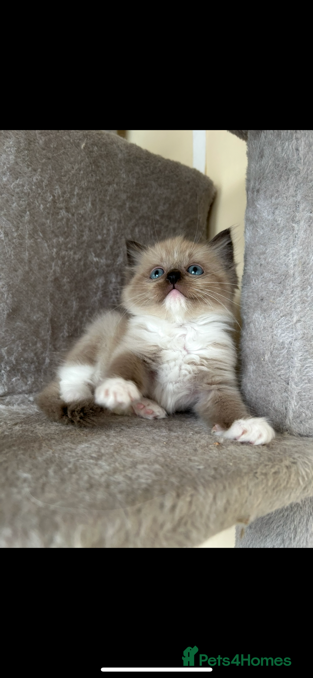 Ragdoll cats for sale: Ragdoll kittens one boy left seal mitted. - Advert 16