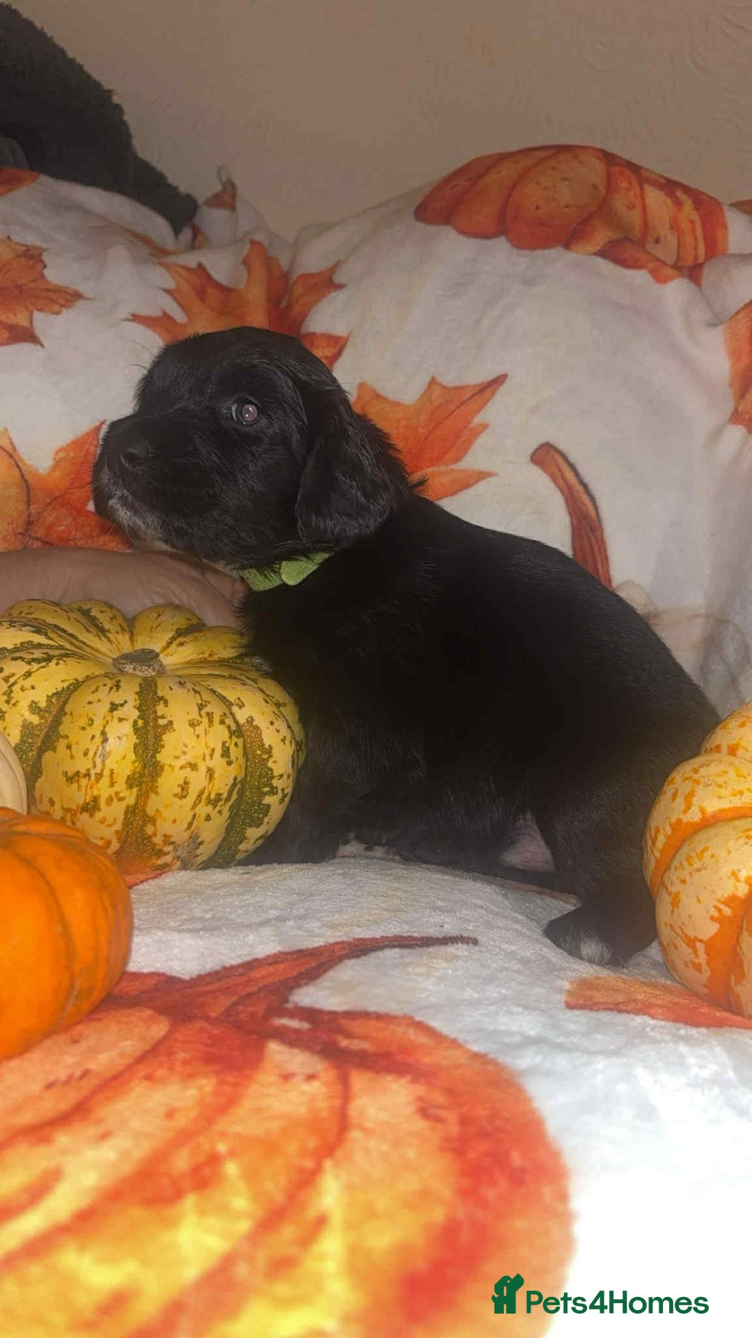 Mixed Breed dogs for sale: Springer cross puppies  - Image 6