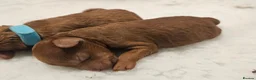 Toy Poodle dogs for sale: Stunning red toy poodle puppies - Advert 12