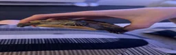 Terrapin reptiles for sale: 2x diamondback terrapins & juwel tank setup - Advert 6