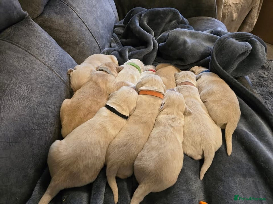Golden Retriever dogs for sale: Stunning Golden Retrievers. 4 Boys / 4 Girls - Advert 5
