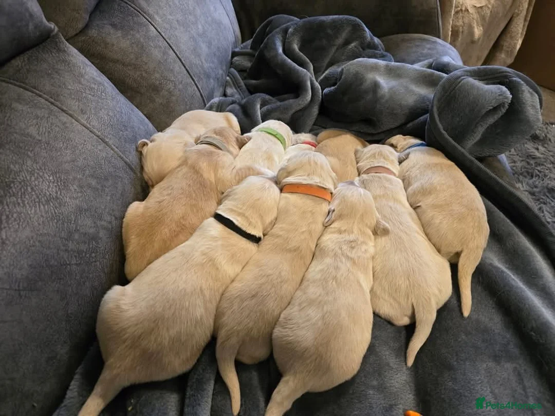 Golden Retriever dogs for sale: Stunning Golden Retrievers. 1 Boys / 1 Girls - Advert 5