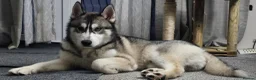 Siberian Husky dogs for sale: Purebred siberian husky male  in Stoke-on-Trent - Advert 1