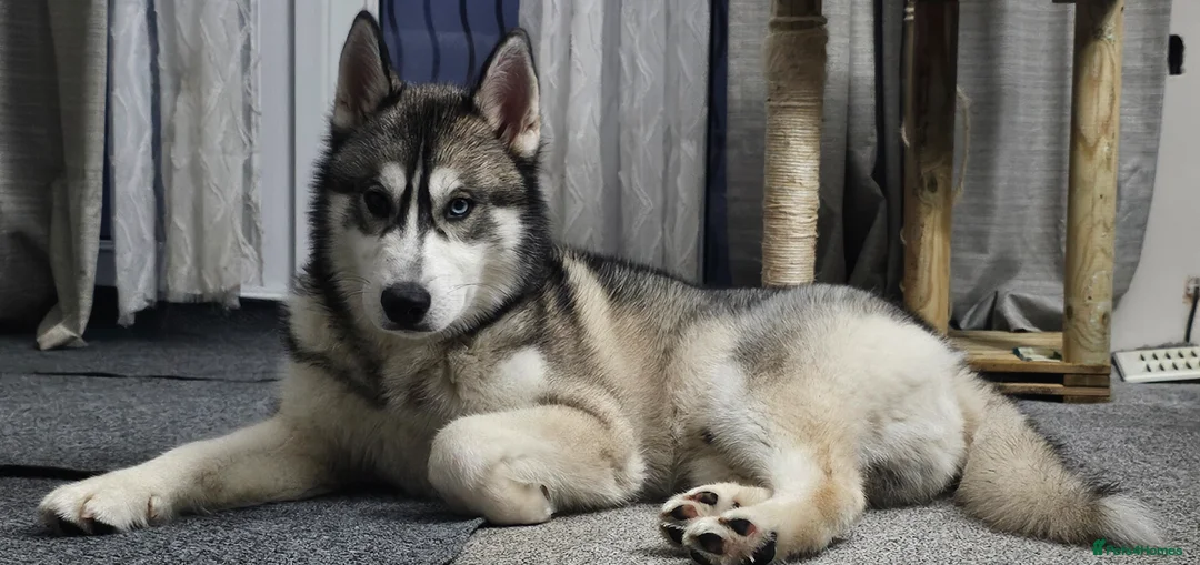 Siberian Husky dogs for sale: Purebred siberian husky male  in Stoke-on-Trent - Advert 1