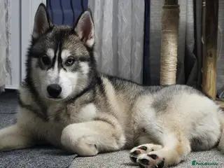 Siberian Husky dogs Purebred siberian husky male - Advert 13