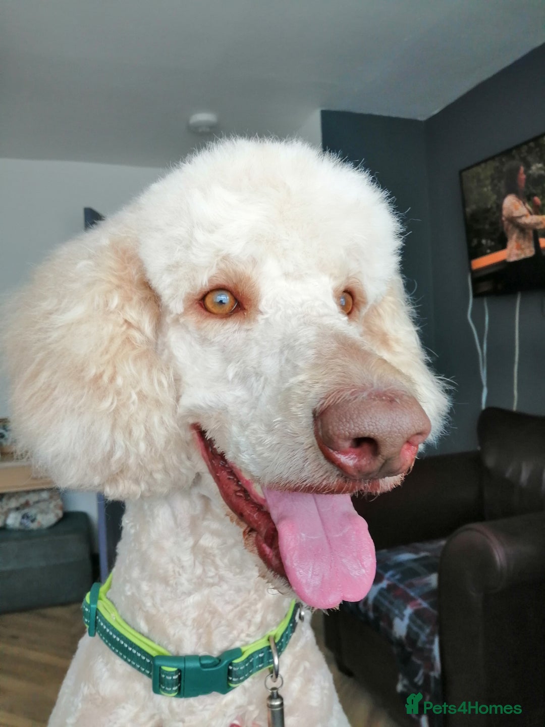 Standard Poodle dogs for stud: Proven Standard Poodle For Stud in Belper - Image 2