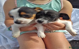 Jack Russell dogs for sale: Two lovely puppies jack Russell  - Image 4