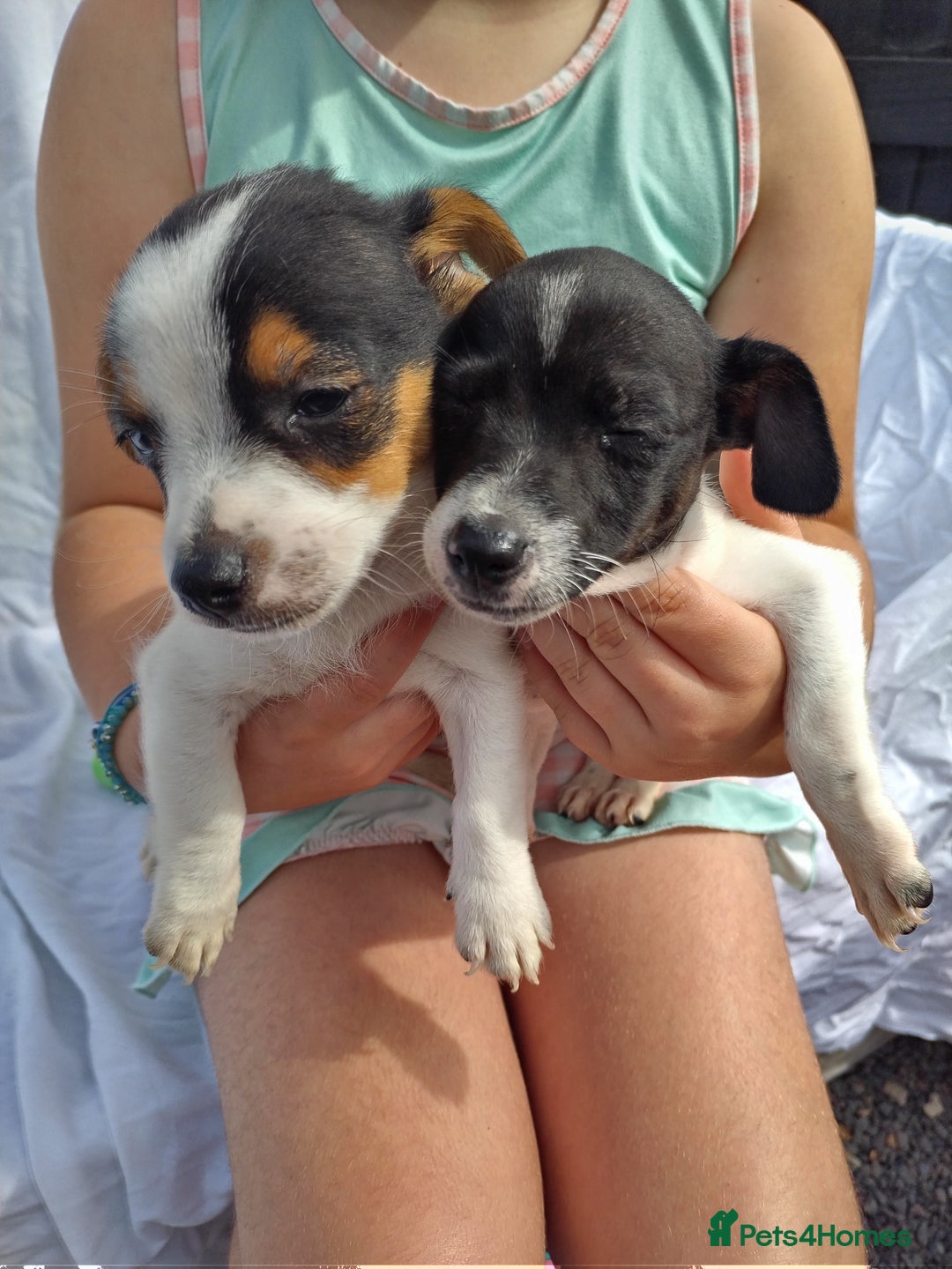 Jack Russell dogs for sale: Two lovely puppies jack Russell  - Image 4
