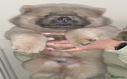 Chow Chow dogs for sale:  KC registered Chow Chow puppies for sale.🤗 - Image 9