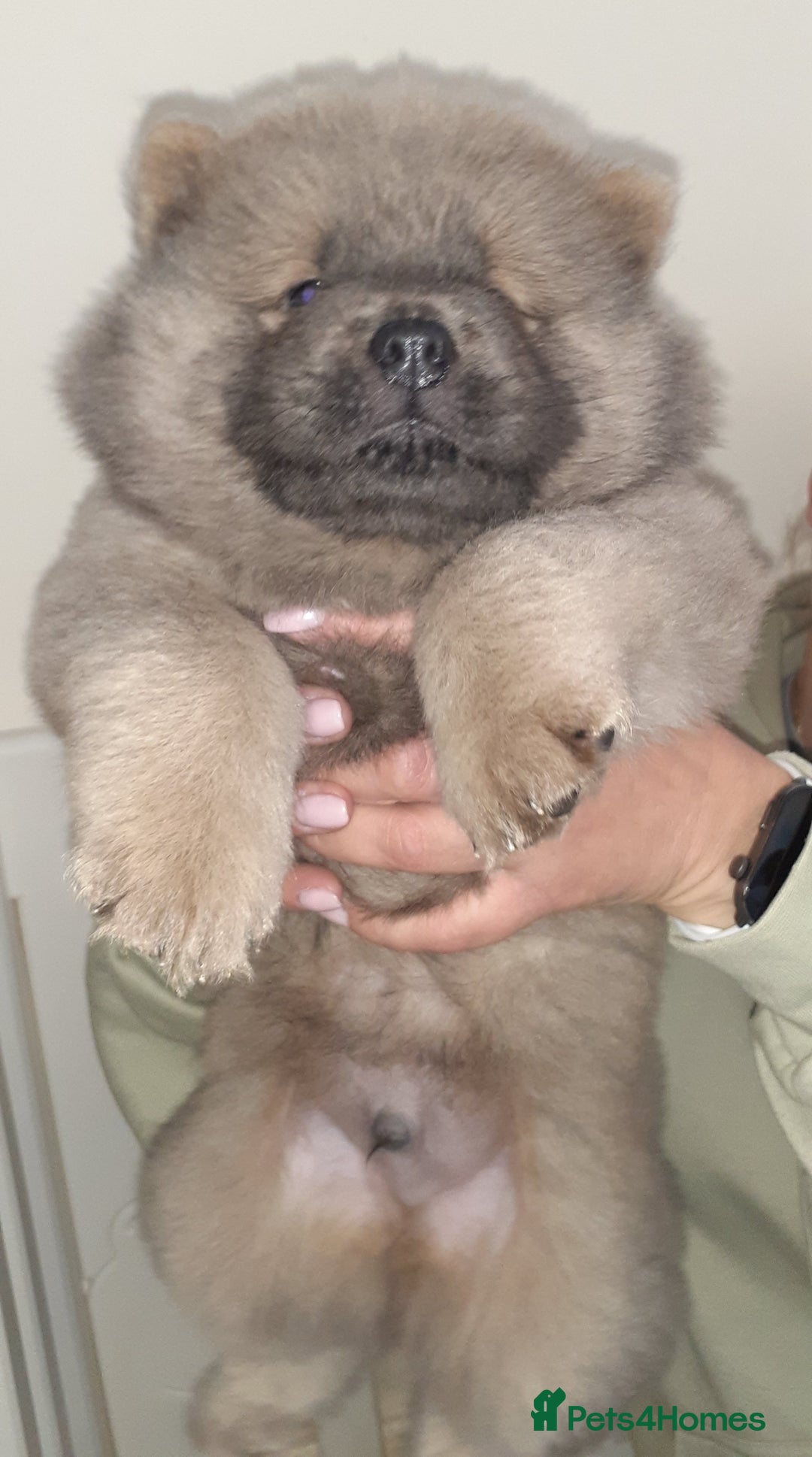 Chow Chow dogs for sale:  KC registered Chow Chow puppies for sale.🤗 - Image 9