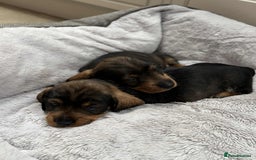 Dachshund dogs for sale: Dual Purpose Standard Wirehaired Dachshund(Teckel) - Image 7