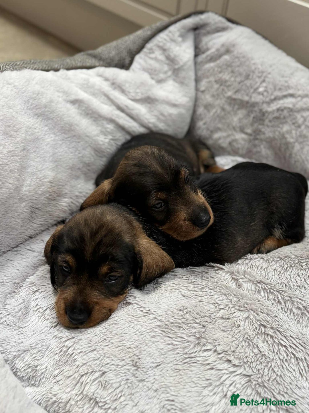 Dachshund dogs for sale: Dual Purpose Standard Wirehaired Dachshund(Teckel) - Image 7